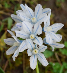 Puschkinia scilloides