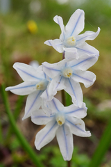 Puschkinia scilloides
