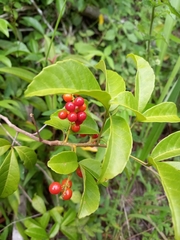 Allophylus puberulus