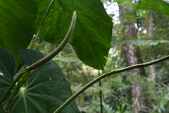 Anthurium angelopolisense