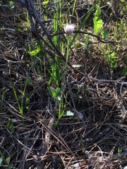 Allium geyeri