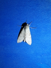 Erinnyis ello encantada
