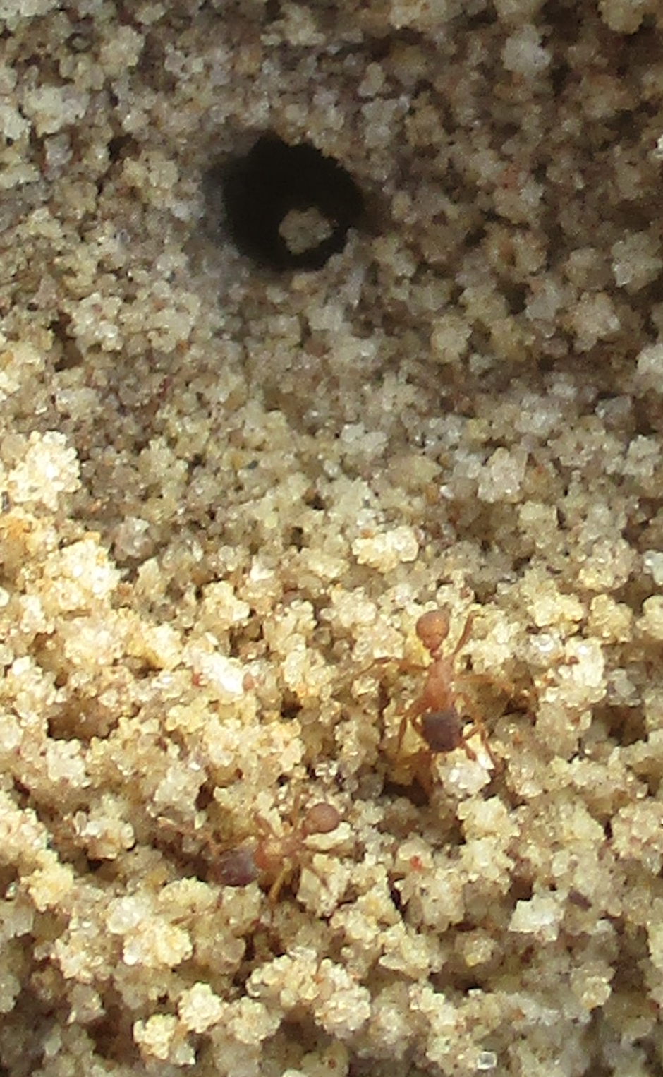 Mycetosoritis hartmanni