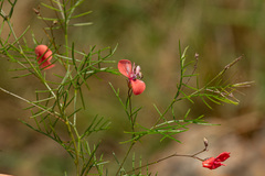 Microcharis asparagoides
