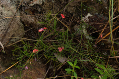 Microcharis asparagoides