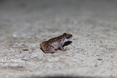 Eleutherodactylus cystignathoides