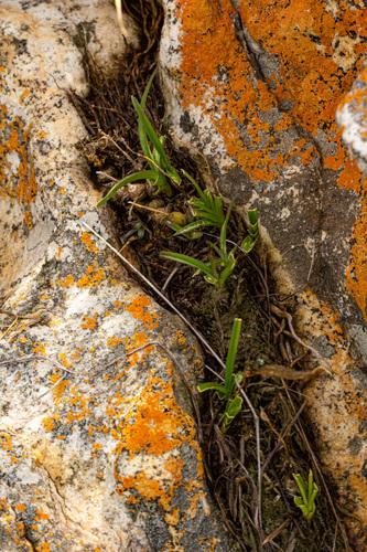 Polystachya dendrobiiflora