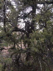 Arceuthobium divaricatum