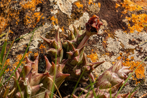 Orbea semota