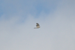 Accipiter nisus