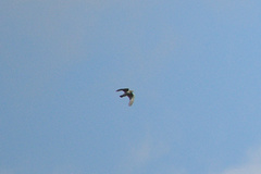 Accipiter nisus