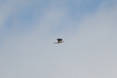 Accipiter nisus