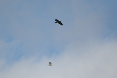 Accipiter nisus