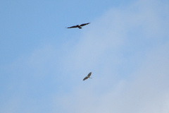 Accipiter nisus