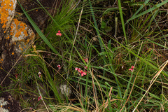 Microcharis asparagoides