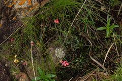 Microcharis asparagoides