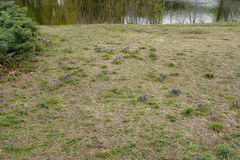 Muscari armeniacum