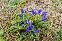 Muscari armeniacum