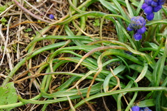 Muscari armeniacum