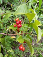 Allophylus puberulus