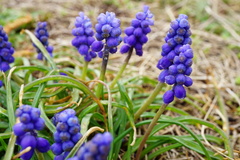 Muscari armeniacum
