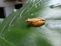 Scinax pachycrus