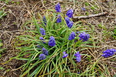 Muscari armeniacum