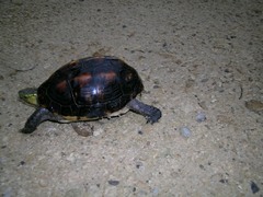 Cuora flavomarginata evelynae