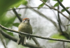 Hylophilus poicilotis