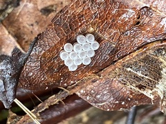 Glaucias amyoti