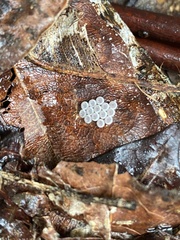 Glaucias amyoti