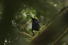 Selenidera maculirostris