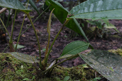 Anthurium caucanum