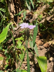 Eranthemum tetragonum