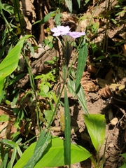 Eranthemum tetragonum