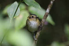 Poecilotriccus plumbeiceps