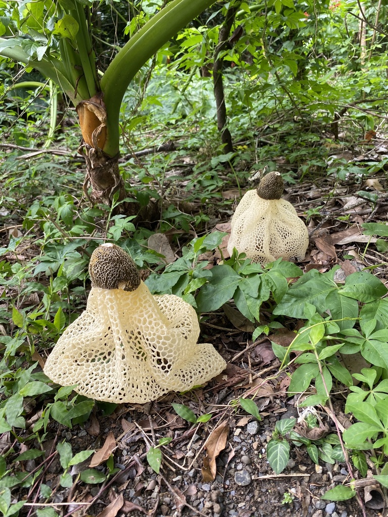 Phallus lutescens · March 2022 · photo: © amandalee543 (iNaturalist, cc0)