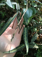 Gardneria multiflora