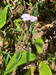 Eranthemum tetragonum