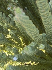 Euphorbia foliosa
