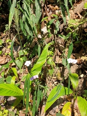 Eranthemum tetragonum