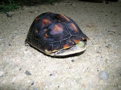 Cuora flavomarginata evelynae