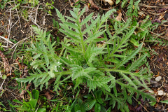 Papaver