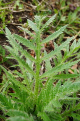 Papaver