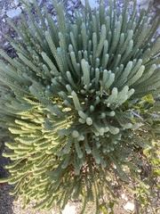 Euphorbia foliosa