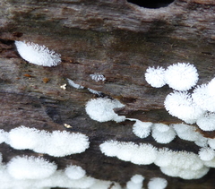 Ceratiomyxa fruticulosa