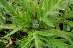 Papaver