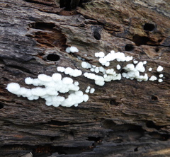 Ceratiomyxa fruticulosa