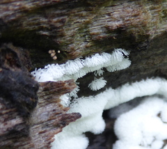 Ceratiomyxa fruticulosa