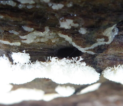 Ceratiomyxa fruticulosa